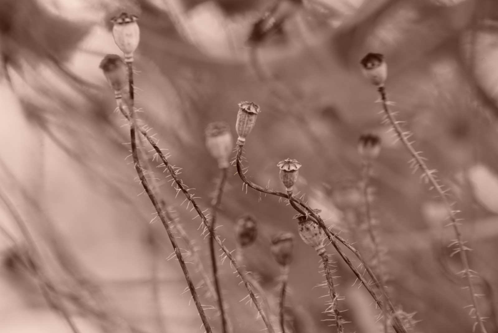 mohnsamen_in_sepia_august_2021.jpg