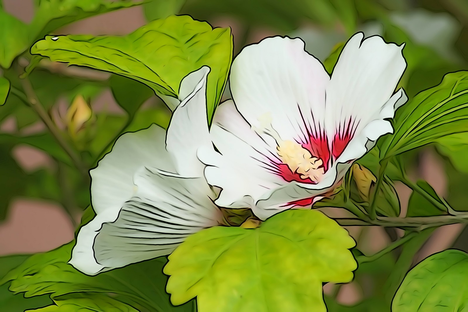 hibiskus_illustration.jpg