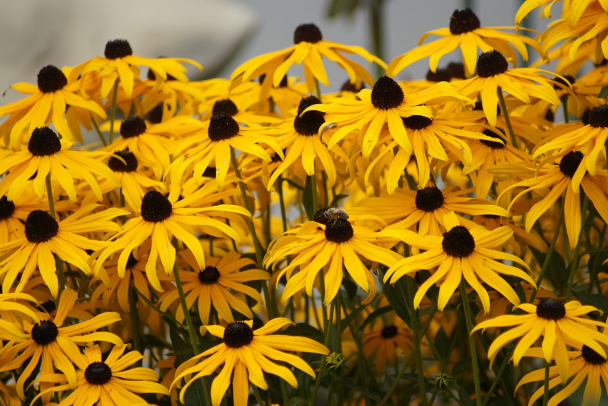 gelbe_echinacea_august_2021.jpg