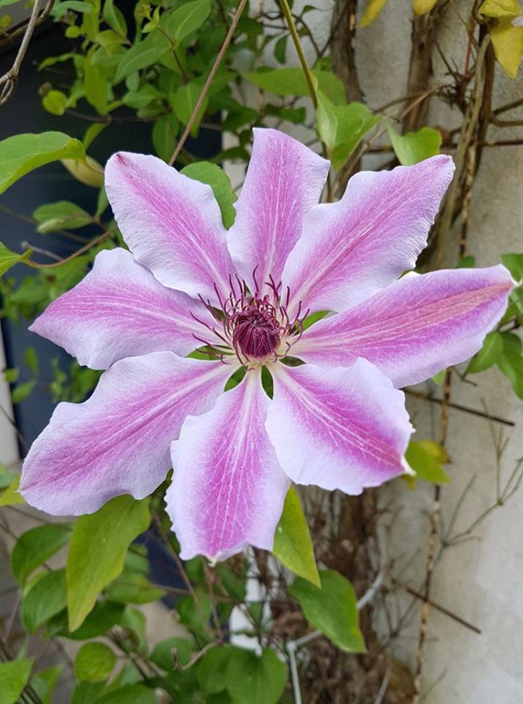 clematis1.jpg