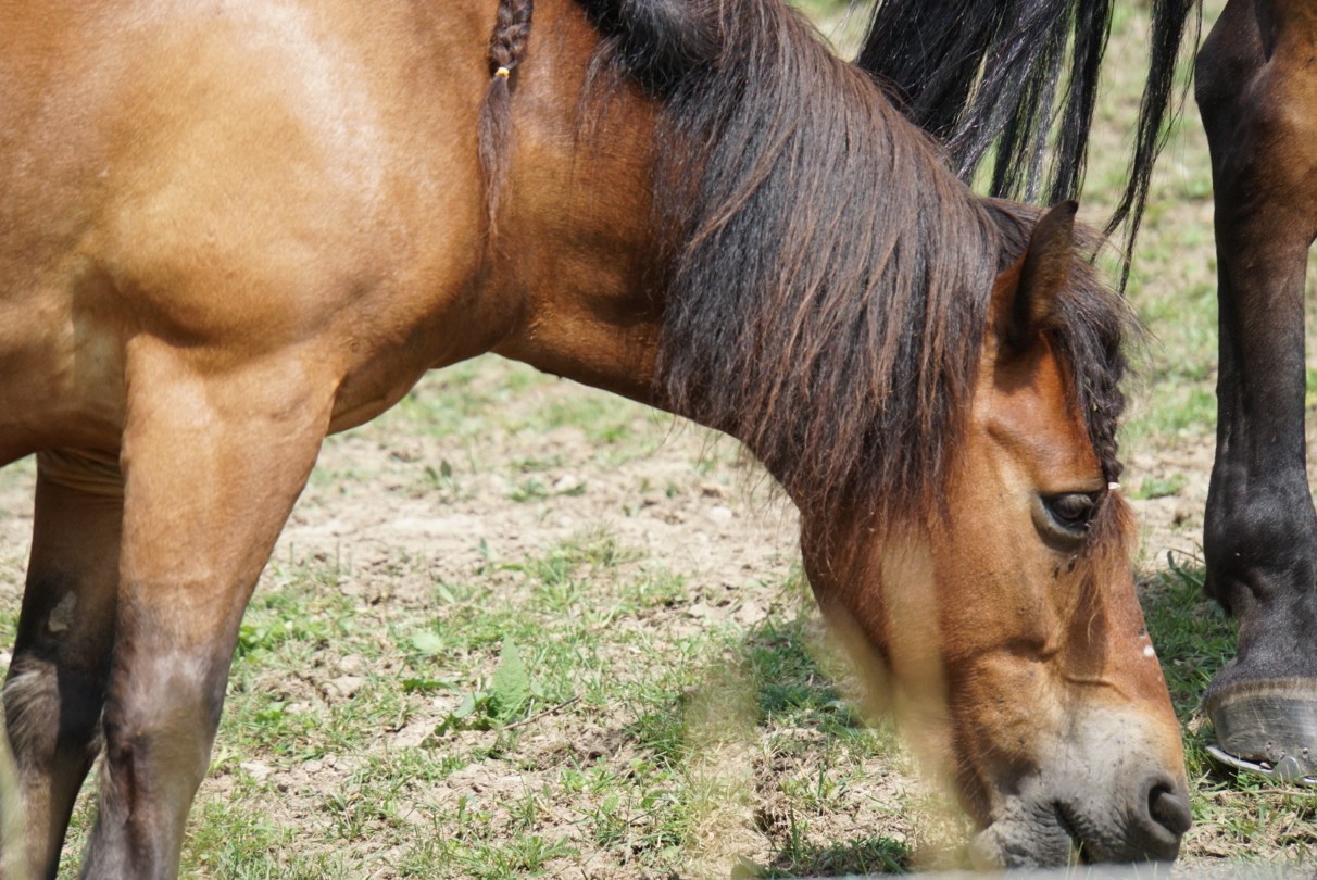 pferd_geflochten_august_2021.jpg