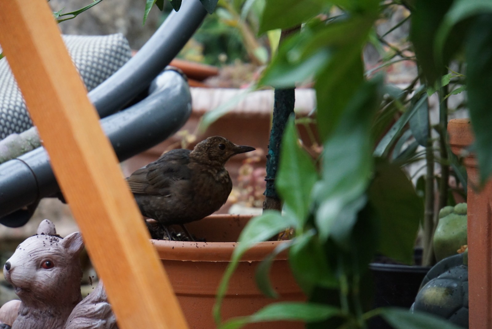 amsel_august_2021.jpg