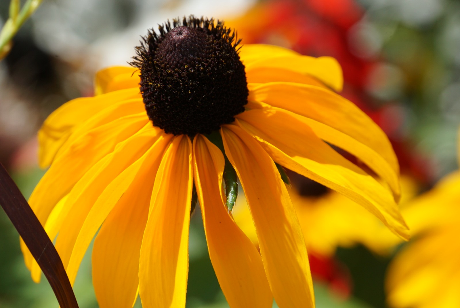 echinacea_2_august_2021.jpg