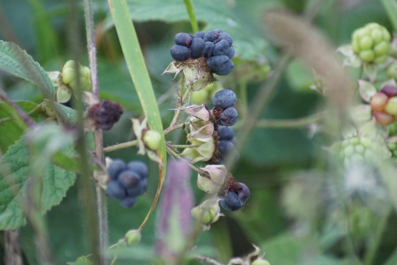 wilde_brombeeren_sep_2021.jpg