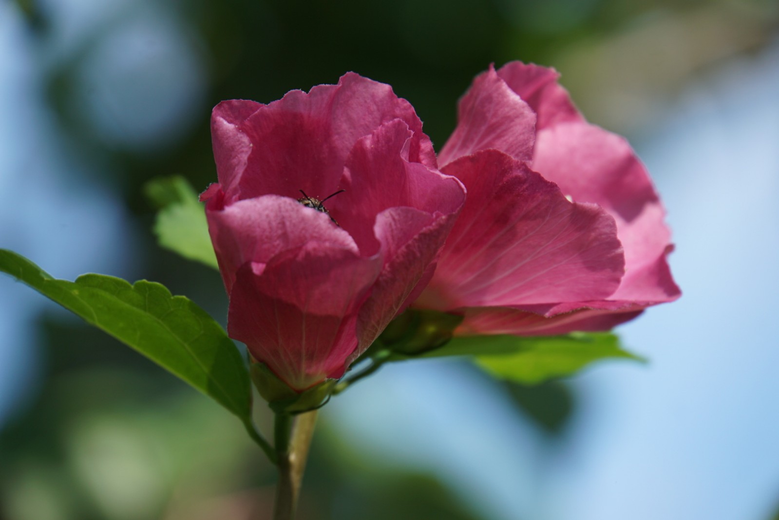 hibiskusbl__te_august_2021.jpg