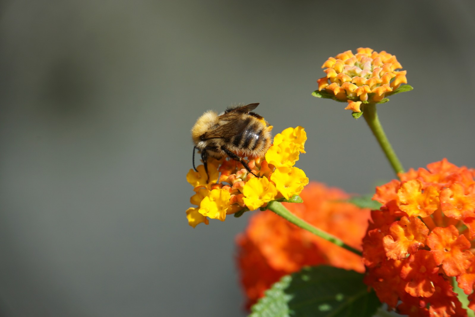 hummel_sep_2021.jpg