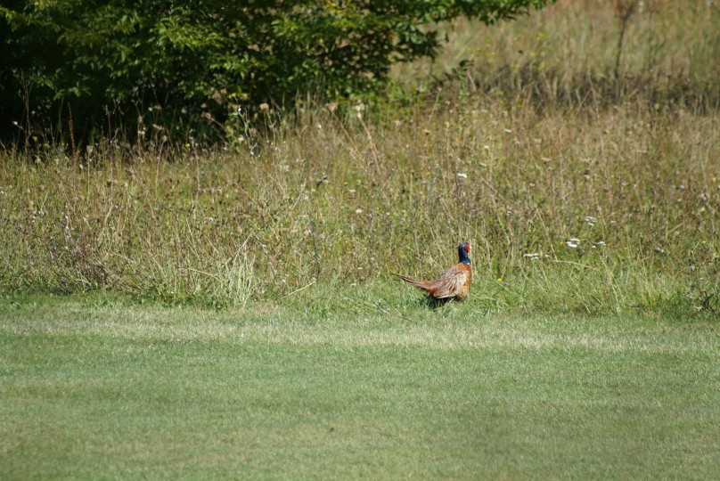 fasan_auf_dem_golfplatz_sep_2021.jpg