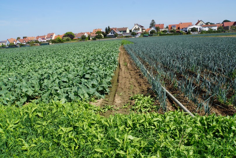 kohlrabi_und_knoblauch.jpg