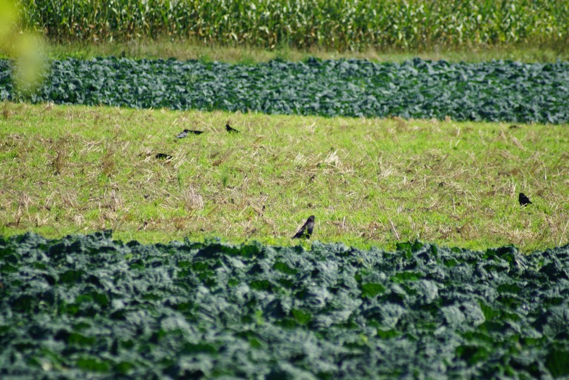 graufl__gelamseln_im_feld.jpg