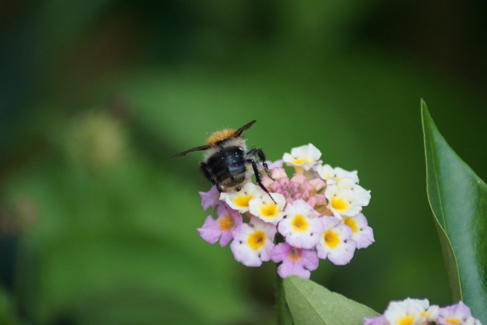 hummel_hummel_sep_2021.jpg