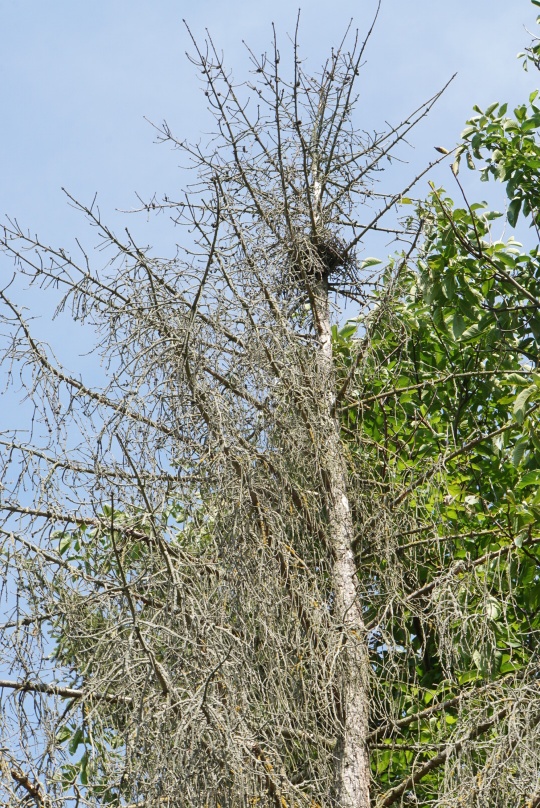 baum_mit_nest.jpg