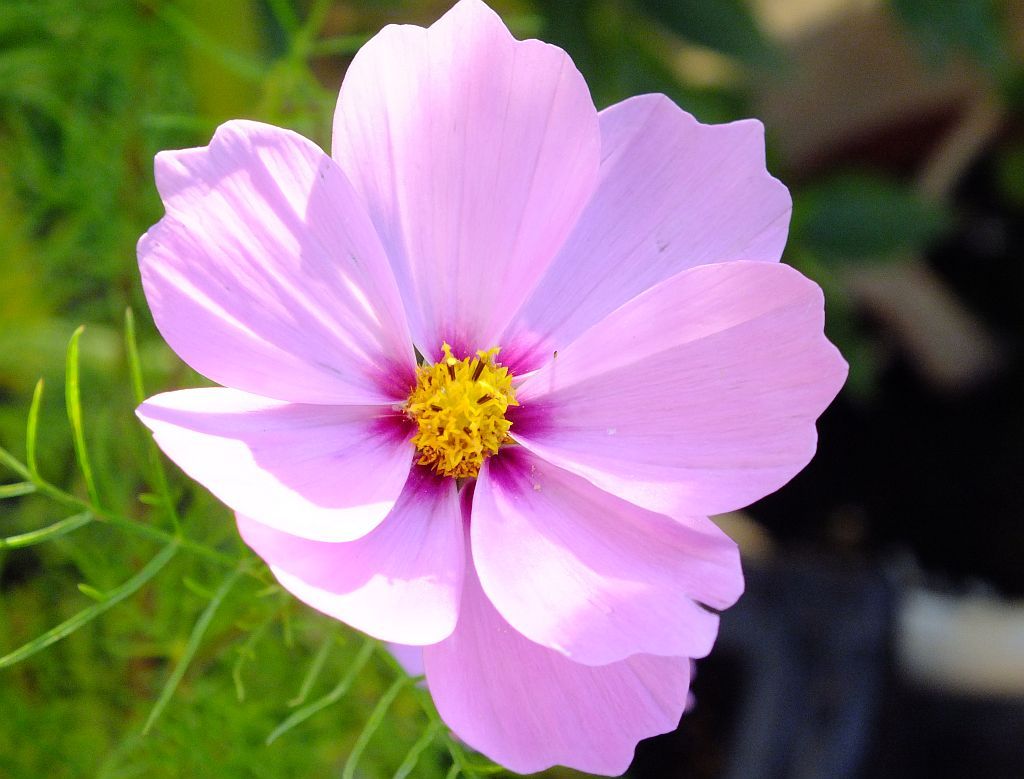 blume_cosmea.jpg