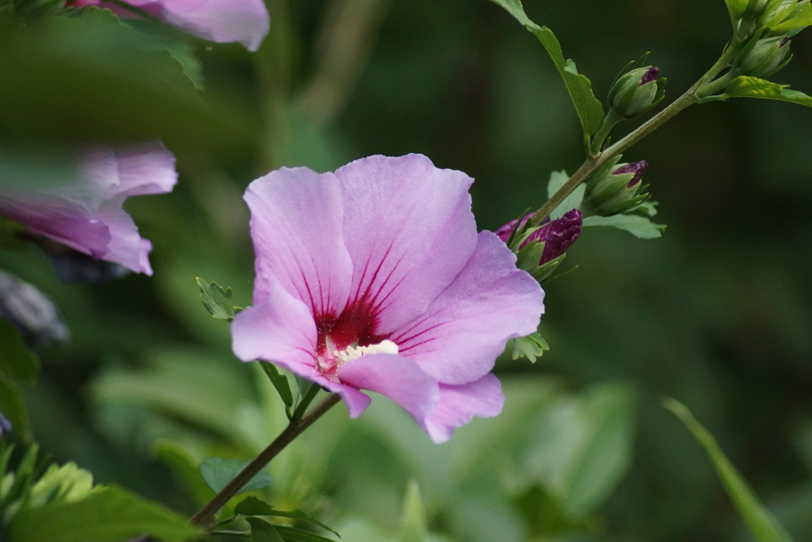 hibiskus_sep_2021.jpg