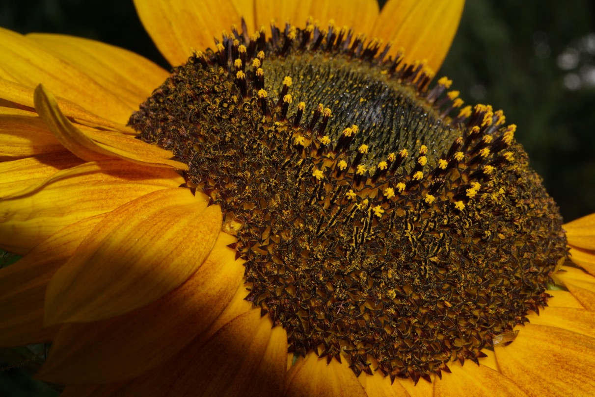 sonnenblume_3_sep_2021.jpg