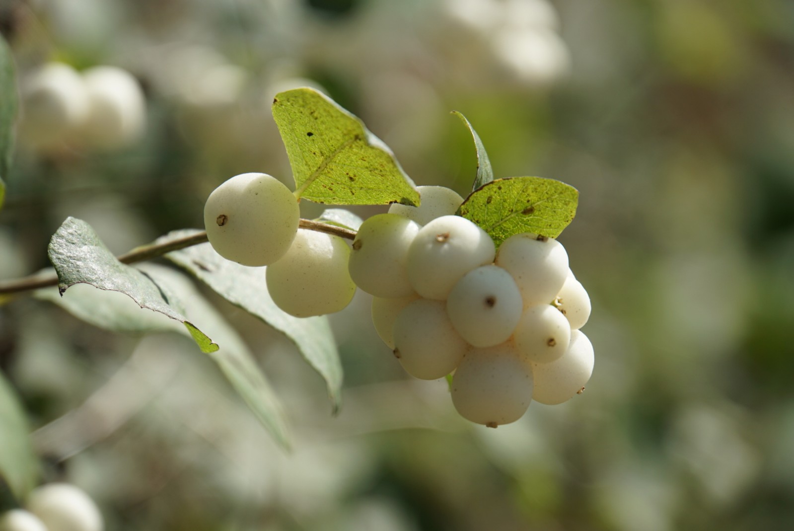 schneebeere_sep_2021.jpg