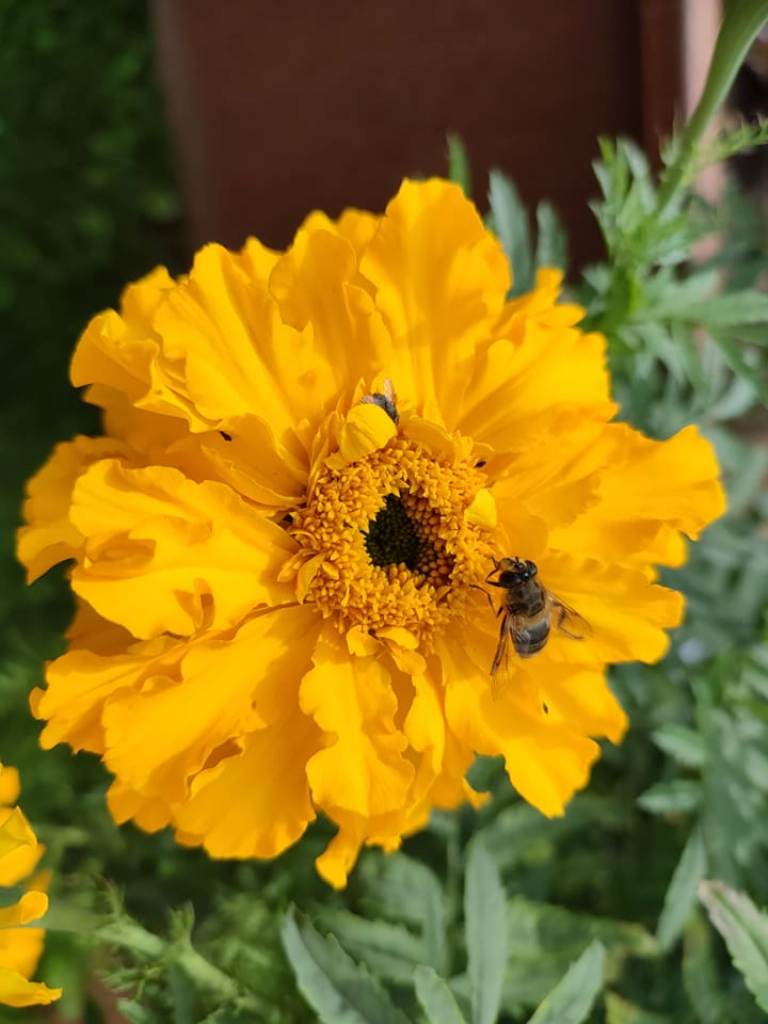 tagetes.jpg