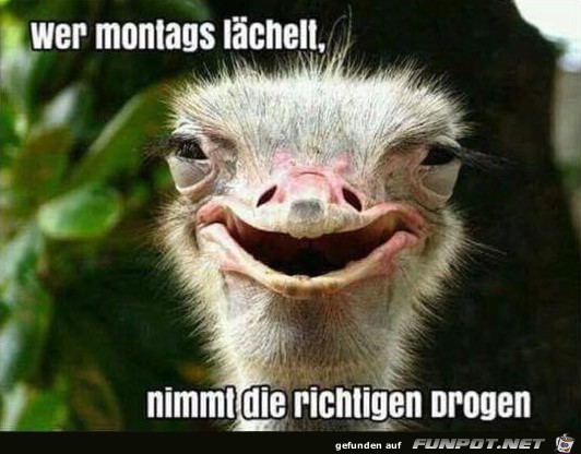 montags_laecheln.jpg