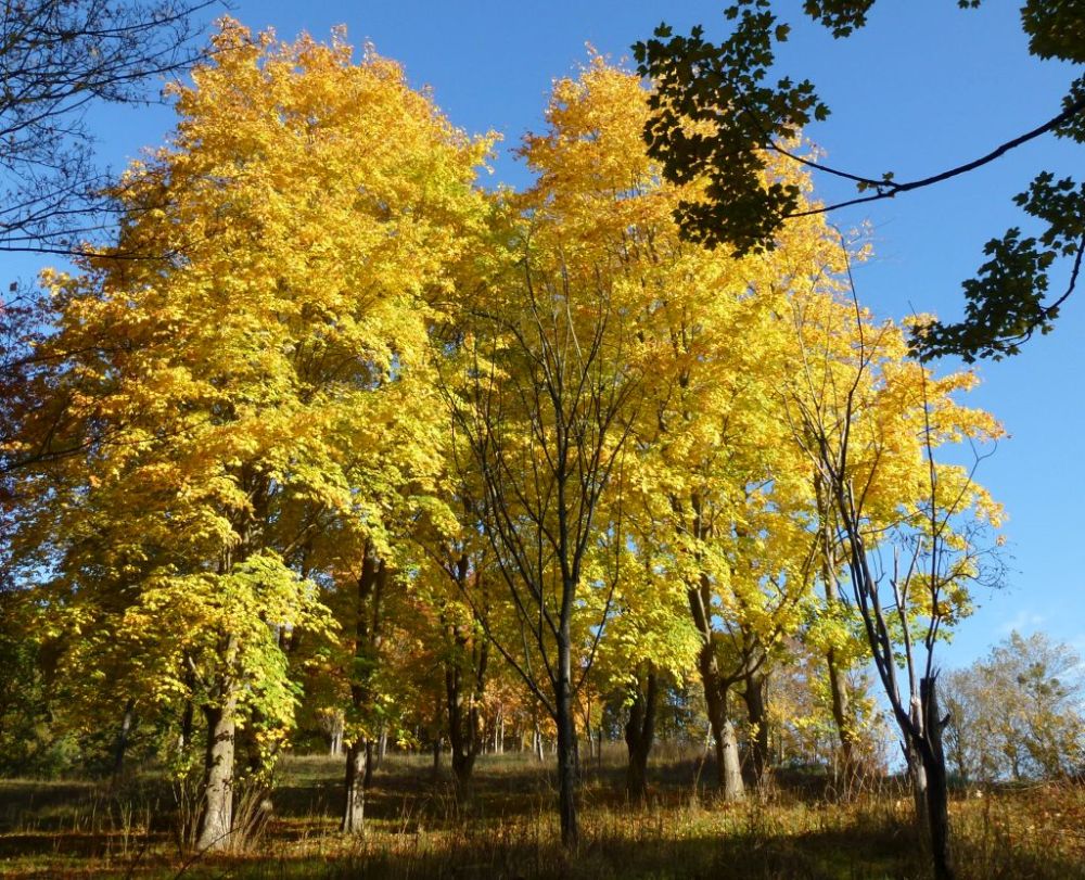 herbst.jpg