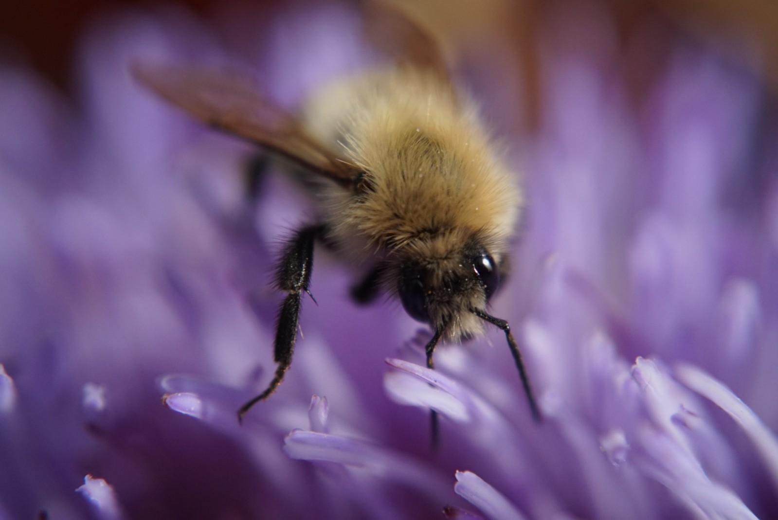 hummel_auf_artischocke.jpg