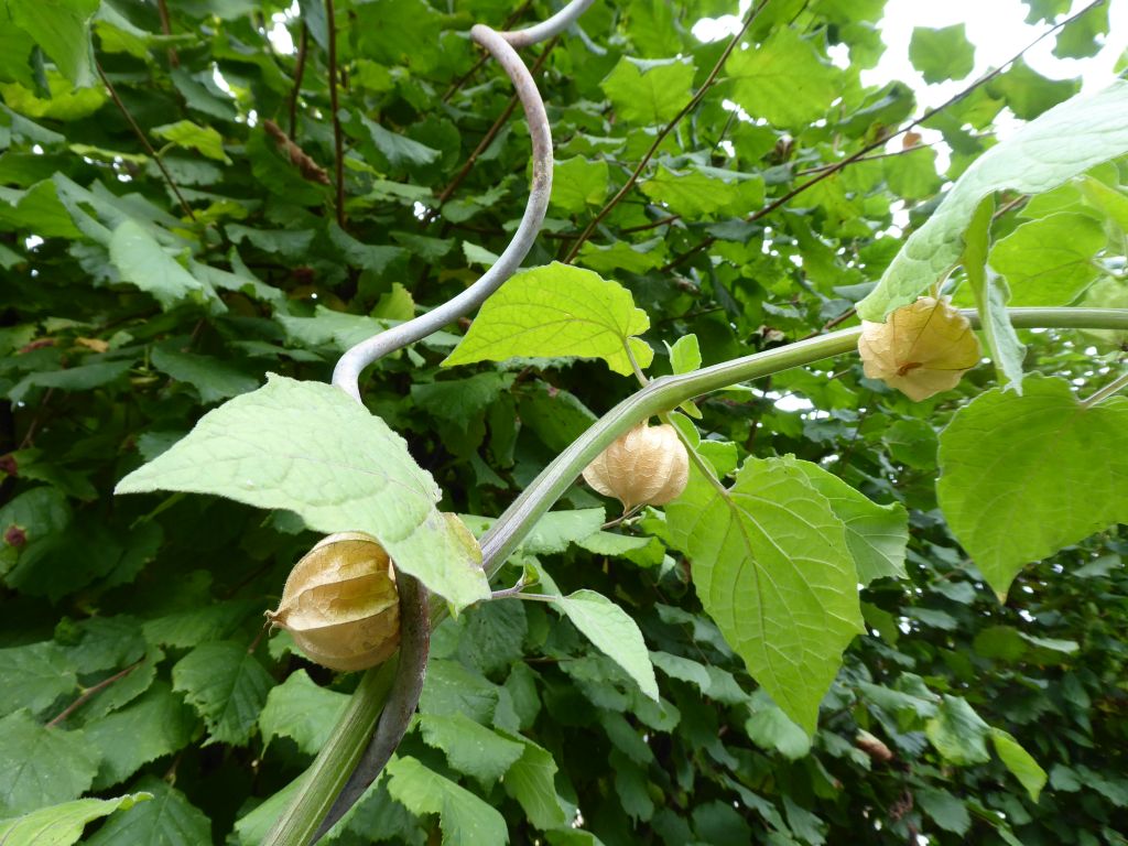 physalis.jpg