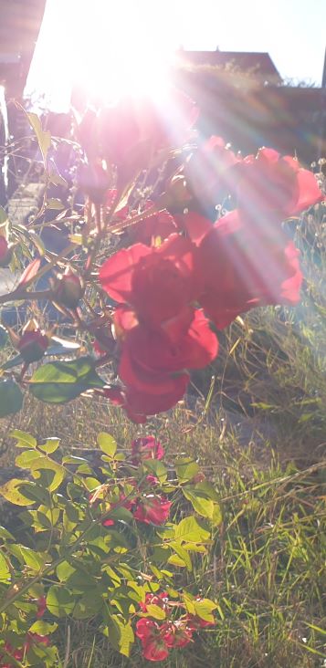 rose_resized(1).jpg