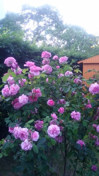 rose.jpg