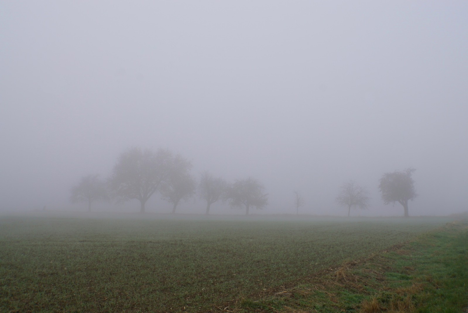 nebel_nov_2021.jpeg
