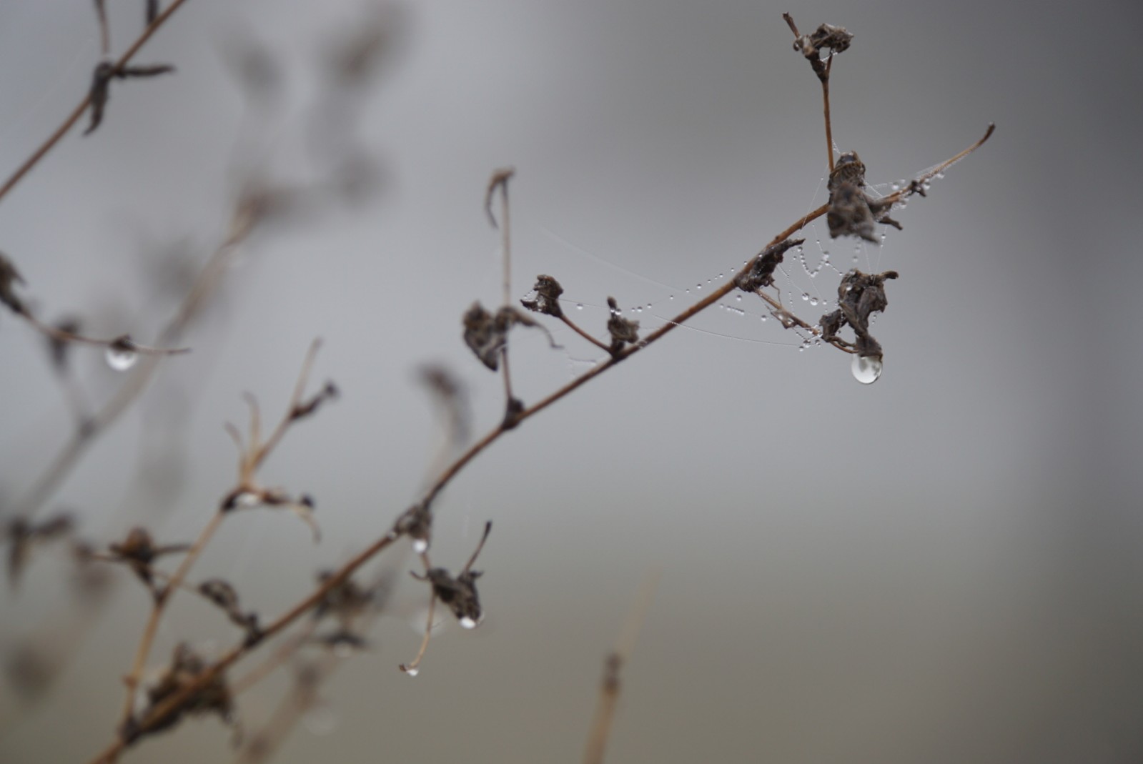 tropfen_im_herbst_2021.jpg