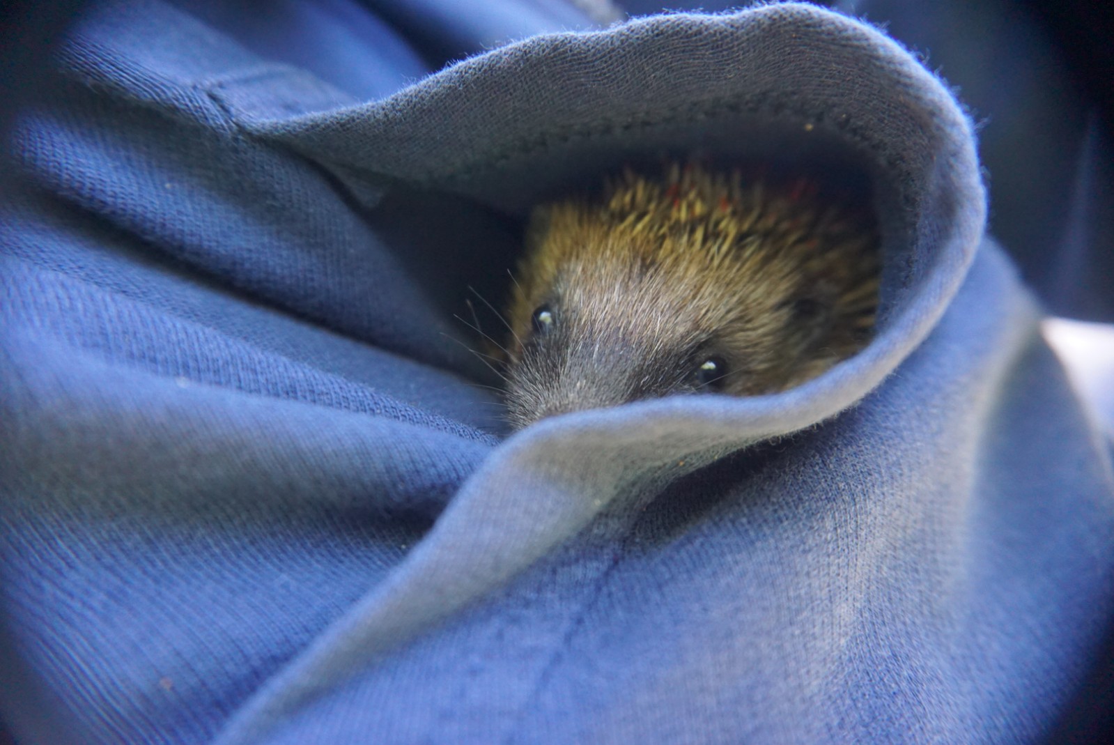 igel_in_der_tasche.jpg