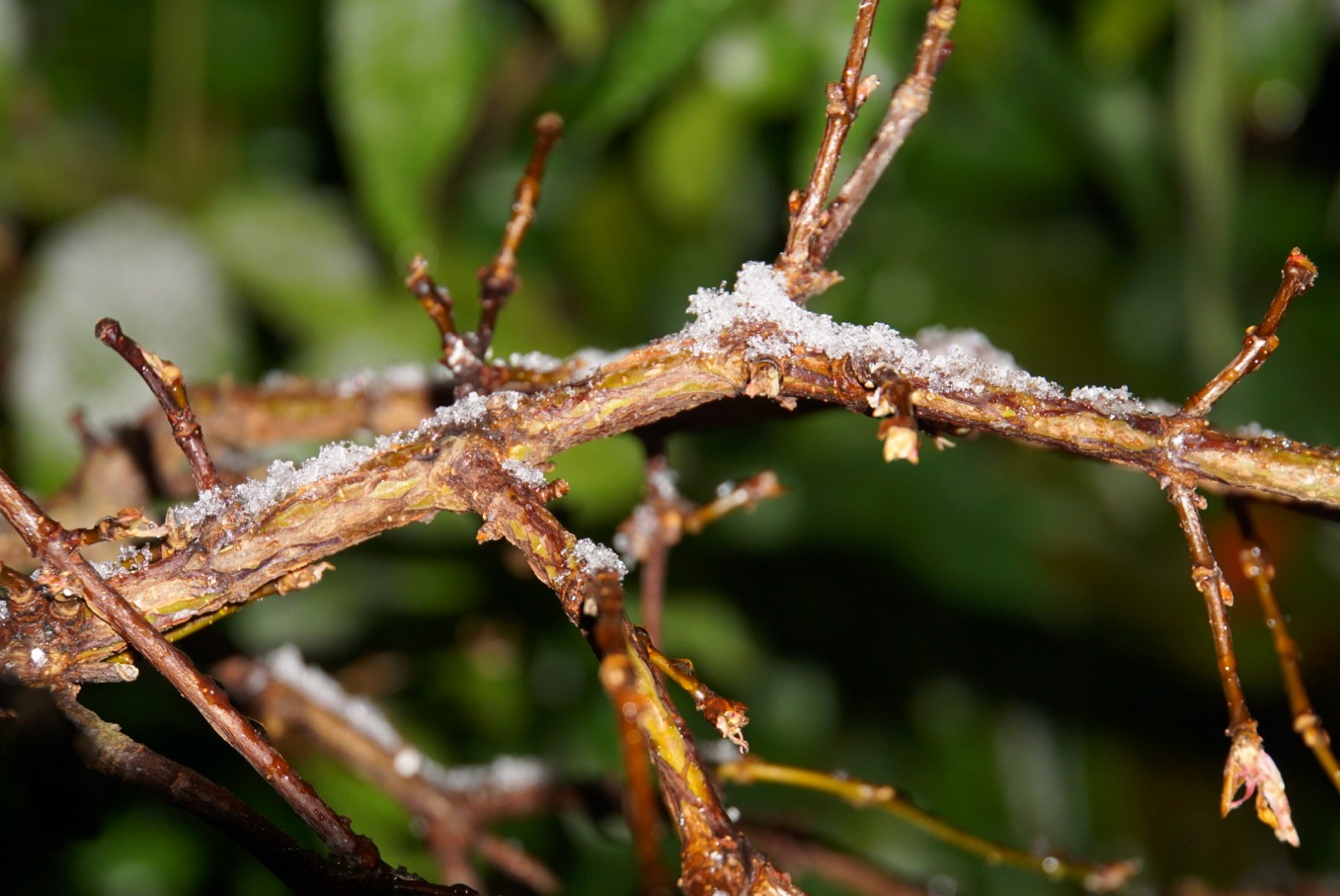 schnee_auf_ast_dez_2021.jpg