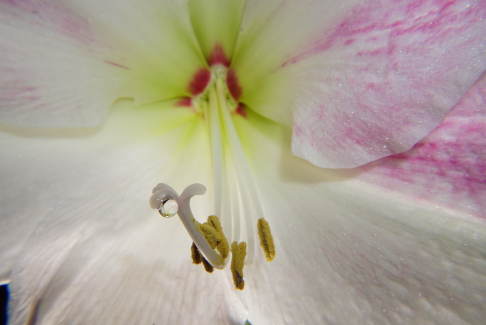 amaryllis_zweite_bl__te_dez_2021.jpg