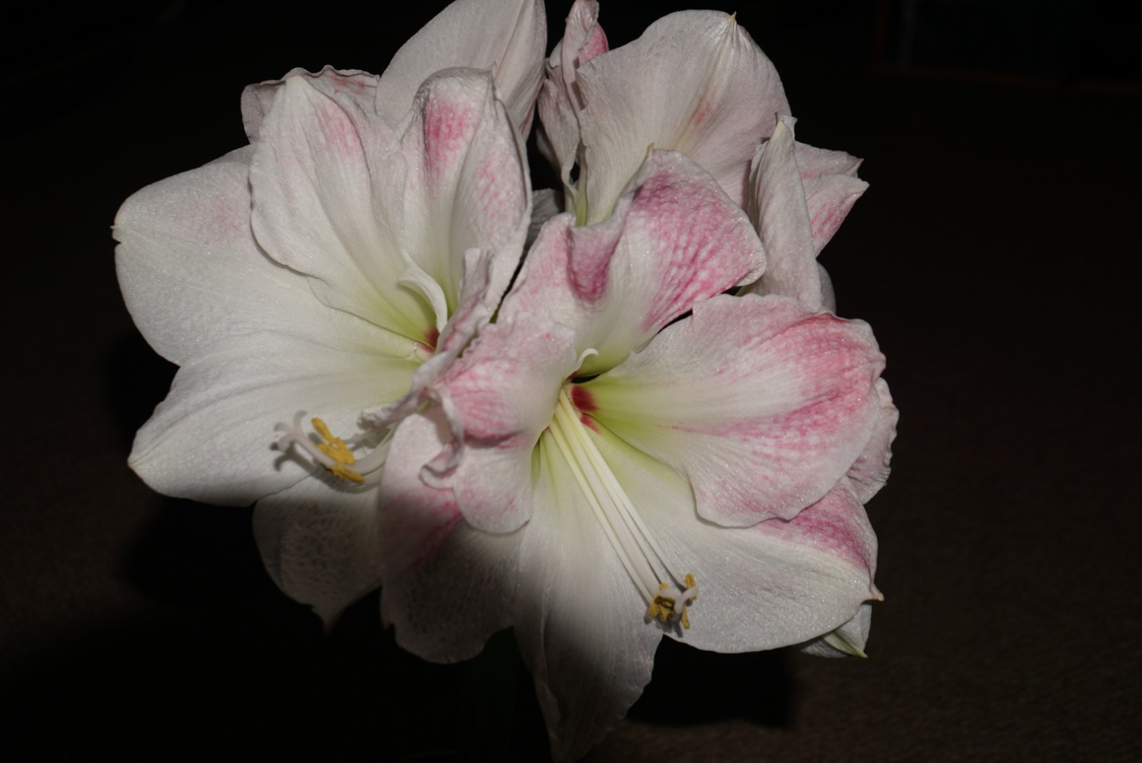 amaryllis_5_bl__ten_dez_2021.jpg