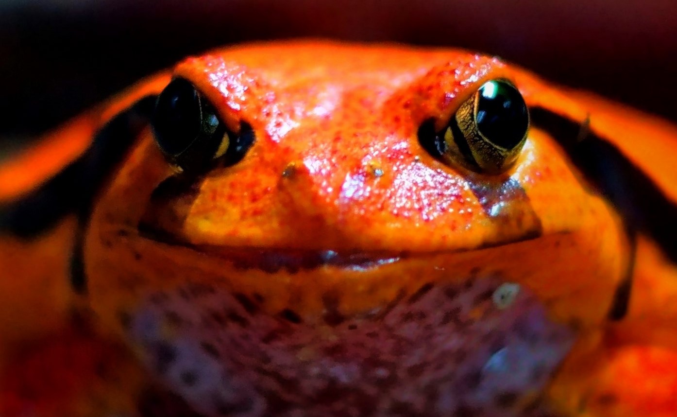 2021-12-18_16__01_roter_frosch.jpg