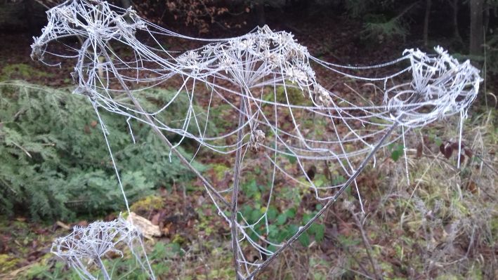 20211219_104845frost2.jpg