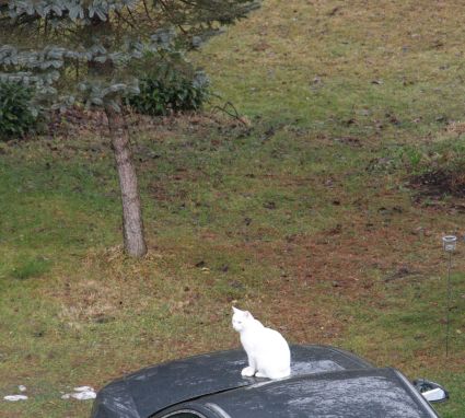 img_7342katerkater3.jpg