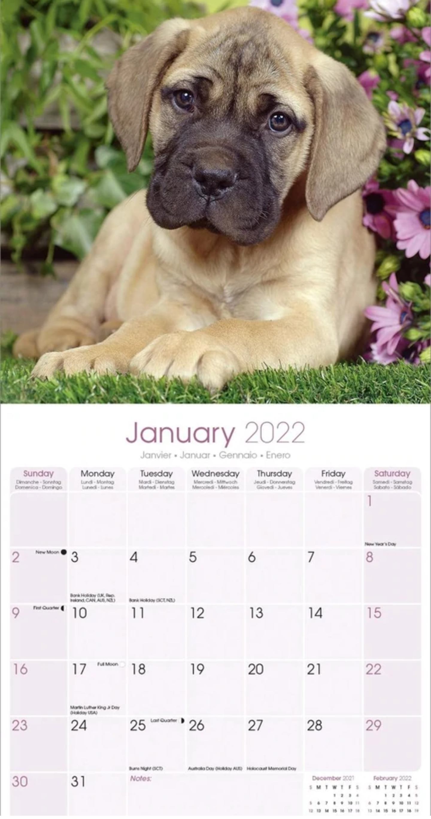 tier-kalender_2022_januar_206055_573200_.jpg