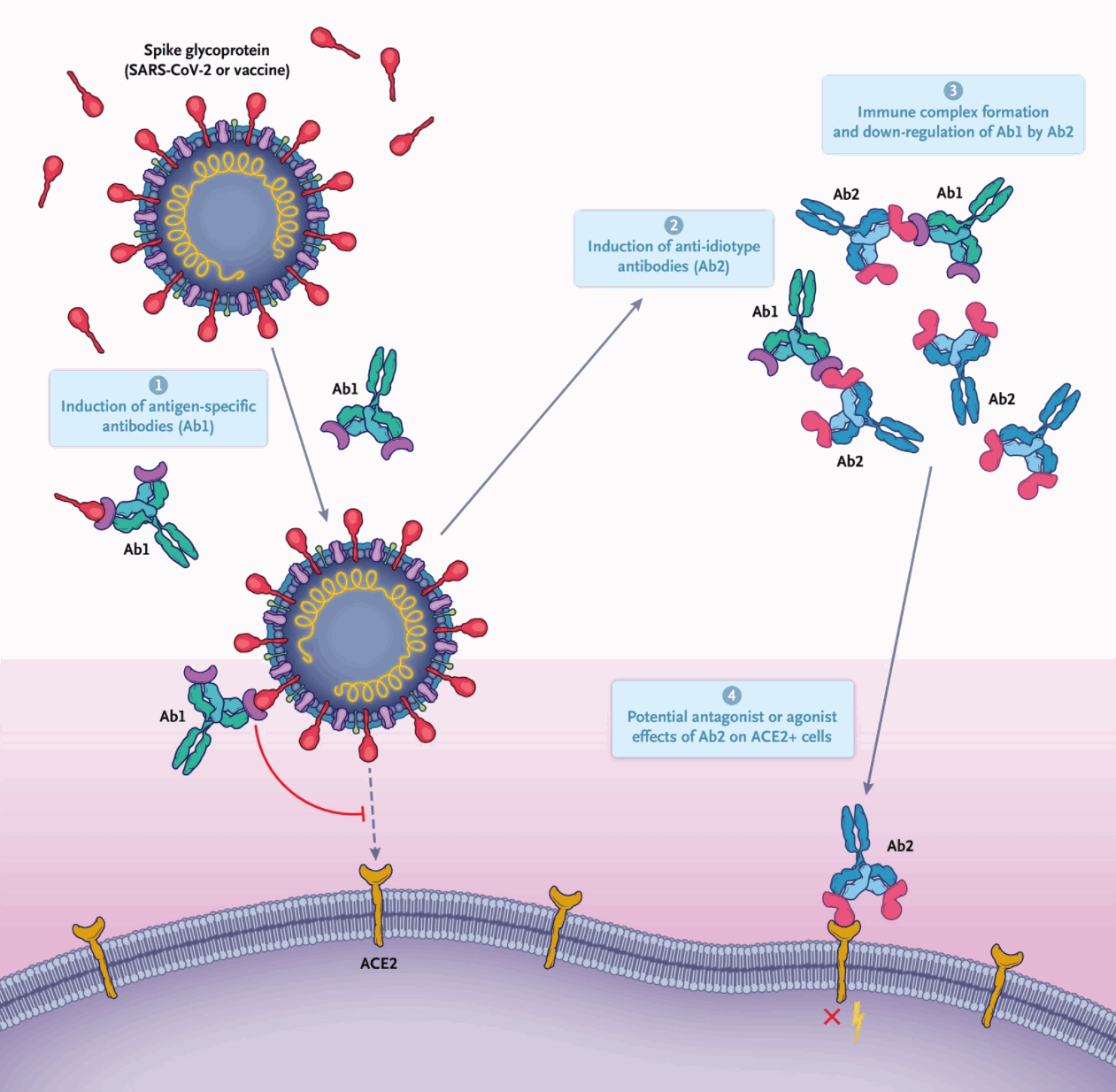 20220105-anti-idiotype-antibodies_b.gif