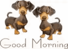 good-morning-puppy.gif