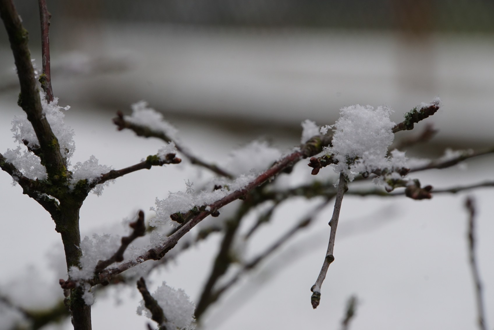 schnee_auf_zweigen.jpg