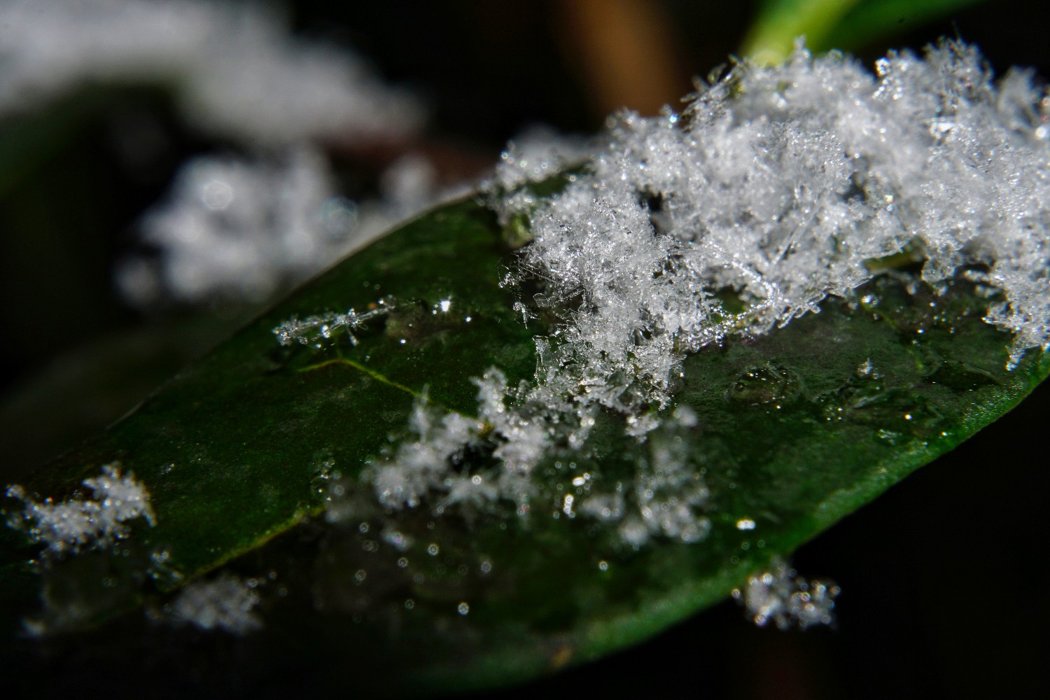 blatt_mit_schneeflocken_jan_2022.jpeg