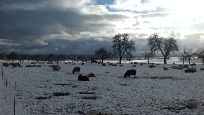 20220108_103046schafherde.jpg