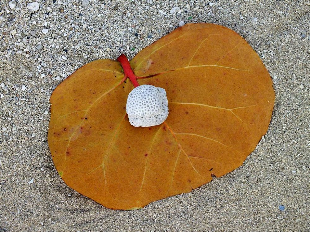 natur.jpg