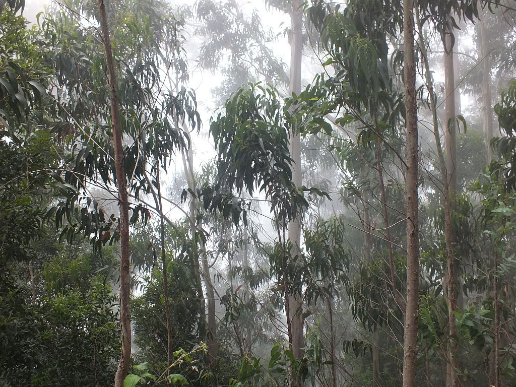 eukalyptuswald.jpg