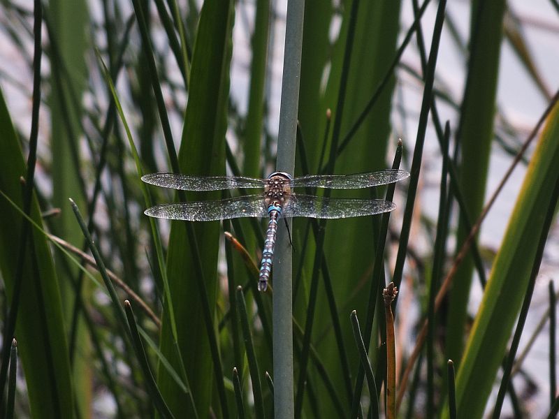 libelle.jpg