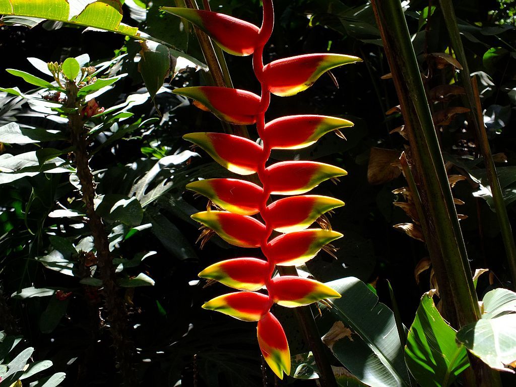 dingsbumsblume.jpg
