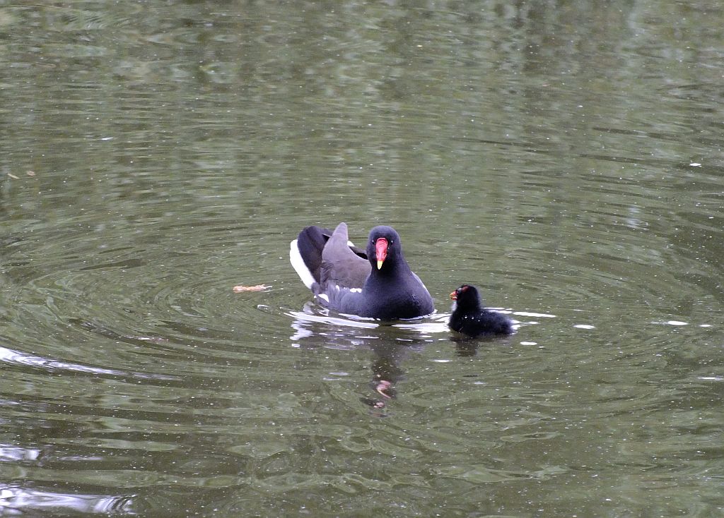 ente-k__ken.jpg