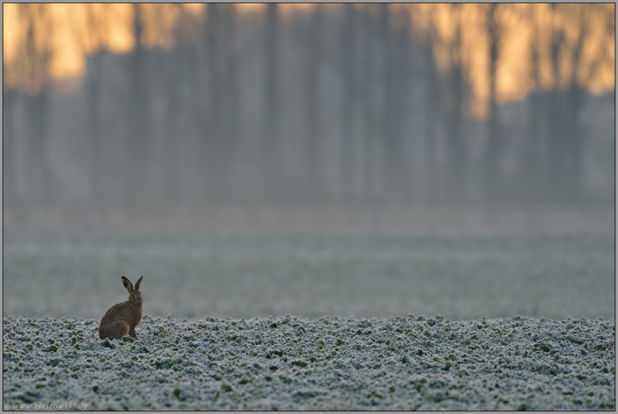 mein_name_ist_hase__.jpg