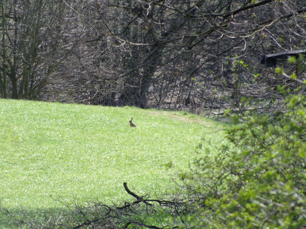 hase01.jpg