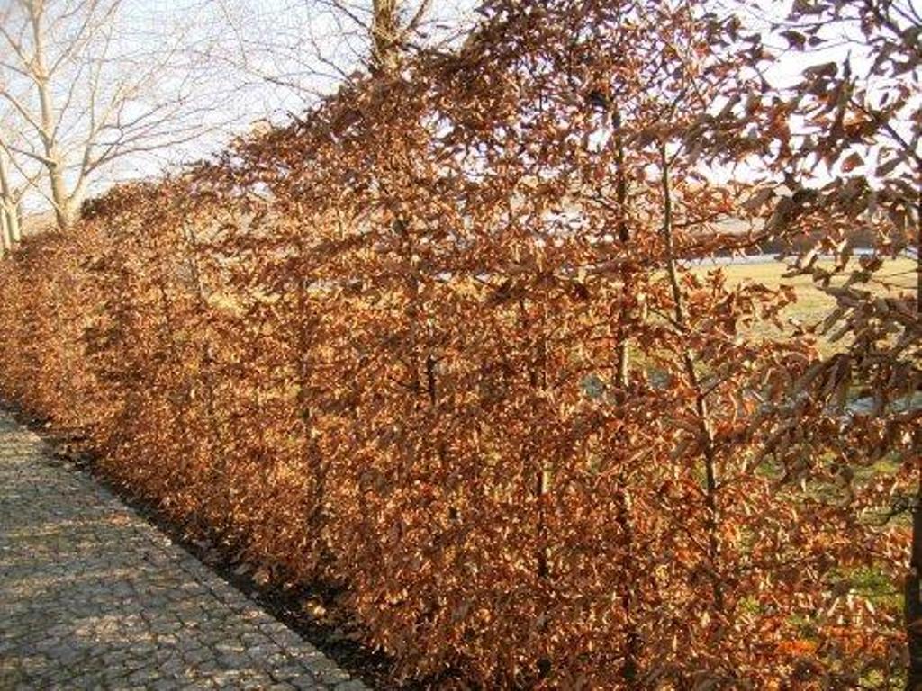 buchenhecke_im_herbst.jpg