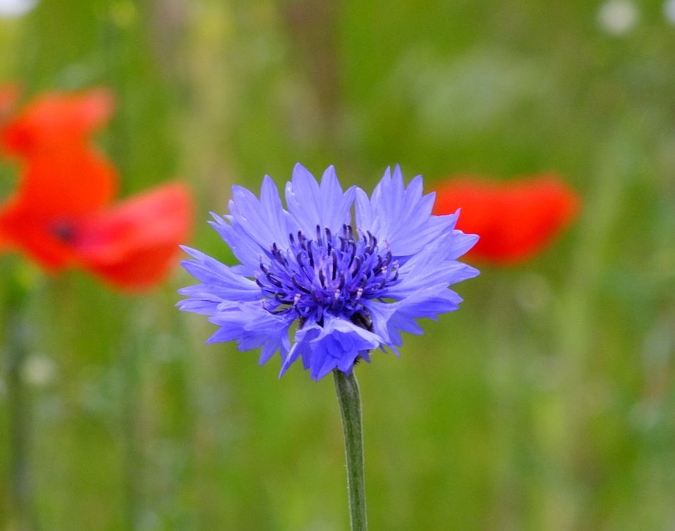 korn_mit_mohn02.jpg